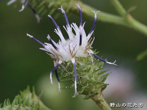 ホクロクトウヒレン－花２