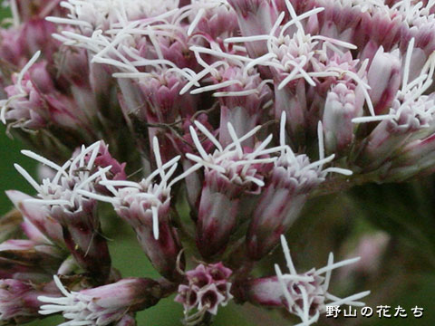 サワヒヨドリ－花