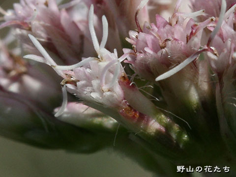 ハマサワヒヨドリ－花３