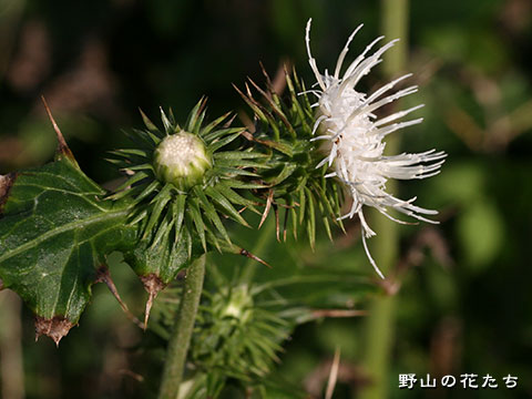 イガアザミ－白花