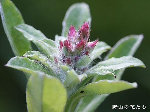 ウスベニチチコグサ－花