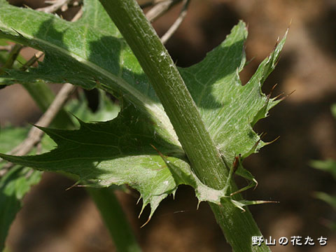 ツガルオニアザミ－茎