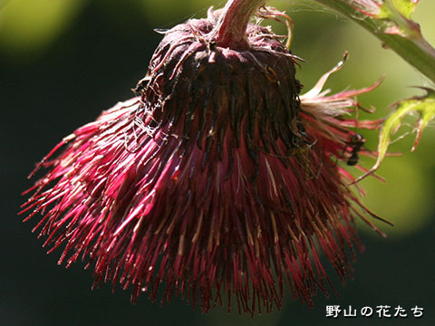 ツガルオニアザミ－花