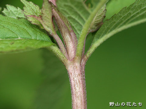 ヨツバヒヨドリ－茎