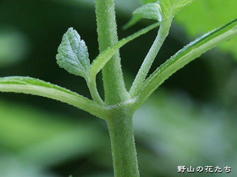 ヒヨドリバナ－茎