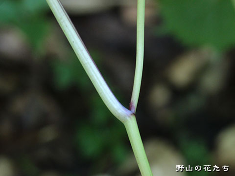 カニコウモリ－茎