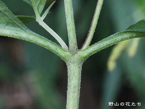 キクバヒヨドリ－茎