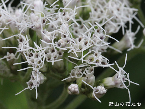 キクバヒヨドリ－花