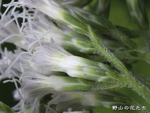 キクバヒヨドリ－花２