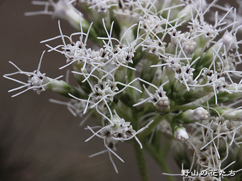 ヒヨドリバナ－花