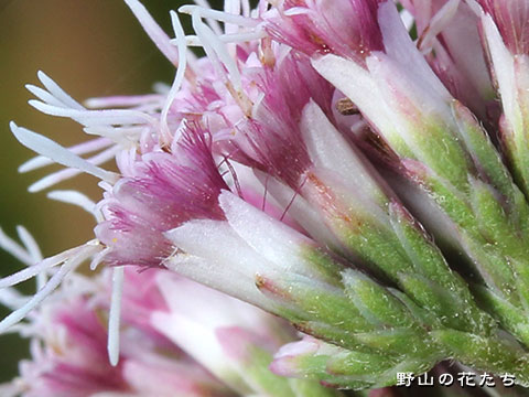 ハマサワヒヨドリ－花４