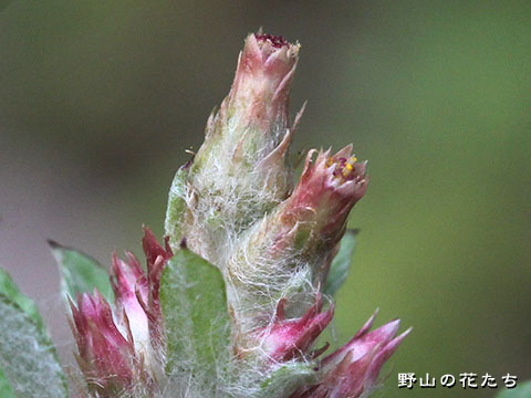 ウスベニチチコグサ－花２