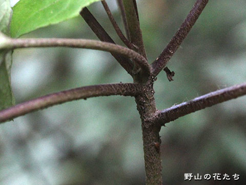 オクモミジハグマ－茎