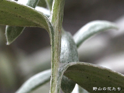 トダイハハコ－茎