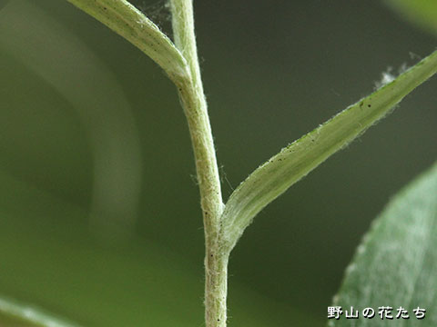カワラウスユキソウ－茎