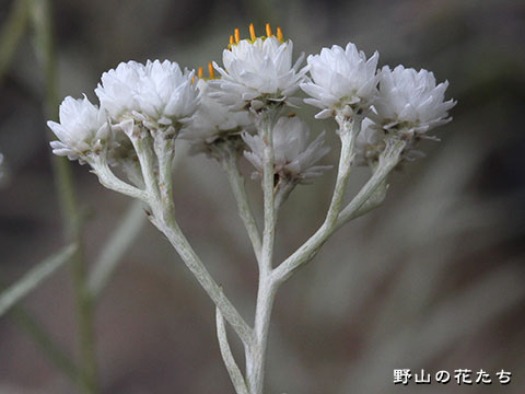 カワラハハコ－花
