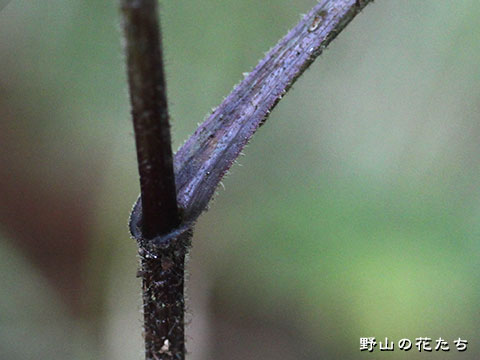 オクヤマコウモリ－茎