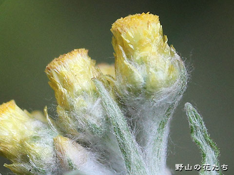アキノハハコグサ－花２