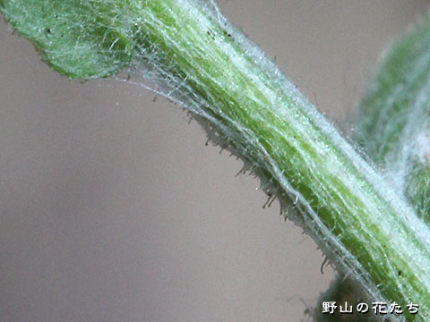 アキノハハコグサ－茎２
