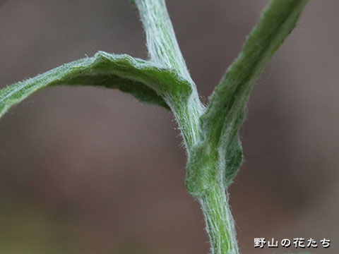 アキノハハコグサ－茎