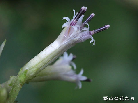 モミジガサ－花２
