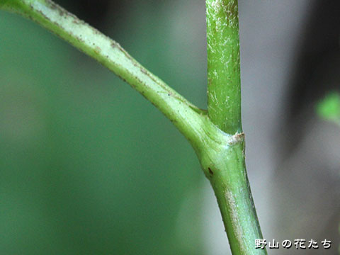 イズカニコウモリ－茎