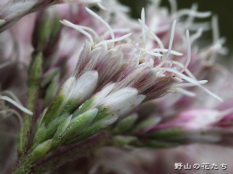 サワヒヨドリ－花４