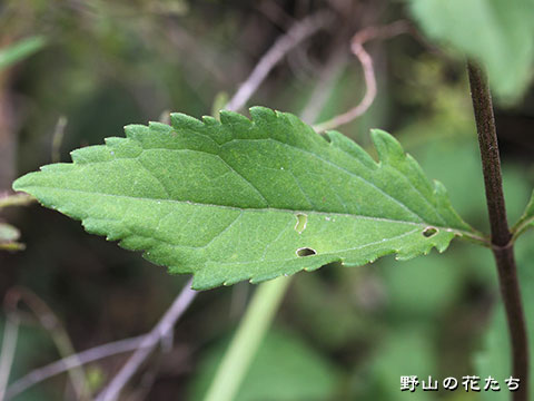 サワヒヨドリ－葉２
