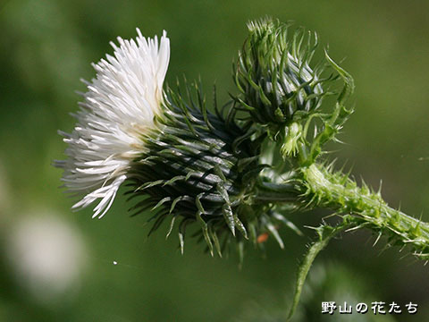 シロバナヒレアザミ－花