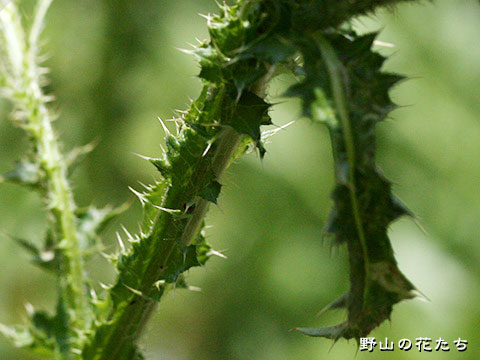 シロバナヒレアザミ－茎