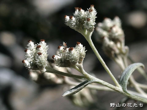 トダイハハコ－花