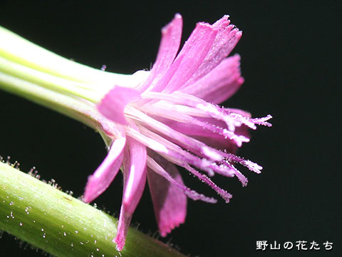 ムラサキニガナ－花３