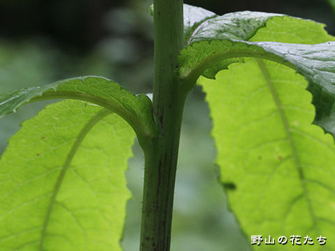 ヤマニガナ－茎