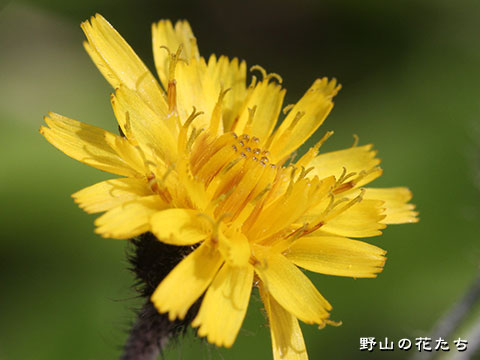 ミヤマコウゾリナ－花３