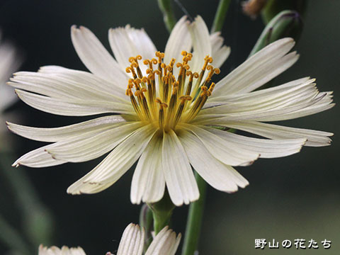 アキノノギク－花