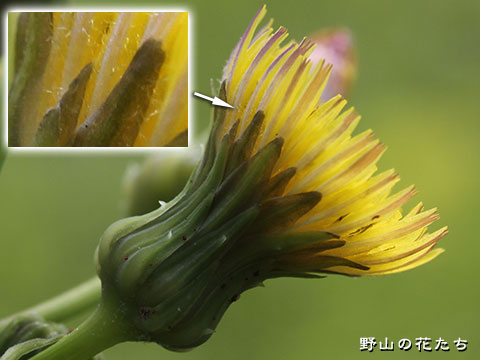 オニノゲシ－花２