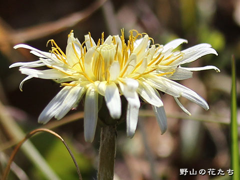 シロバナタンポポ－花