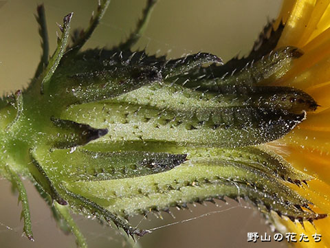 ハマコウゾリナ－花２