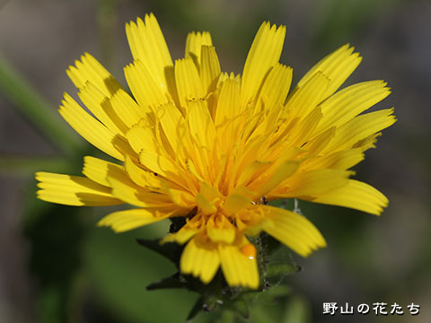 ハマコウゾリナ－花