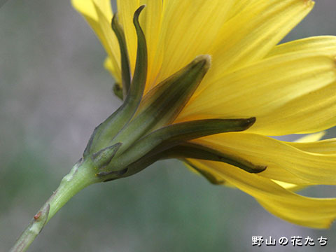 オオジシバリ－花２