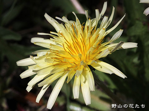 オクウスギタンポポ－花