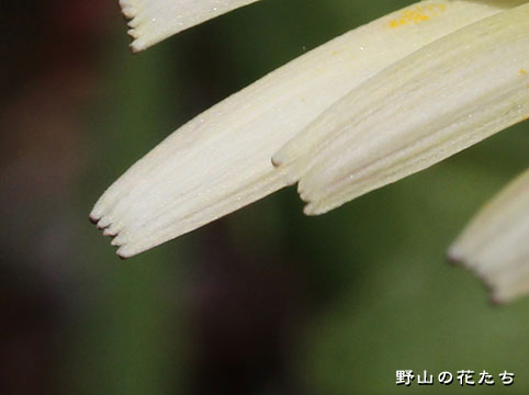 オクウスギタンポポ－花３