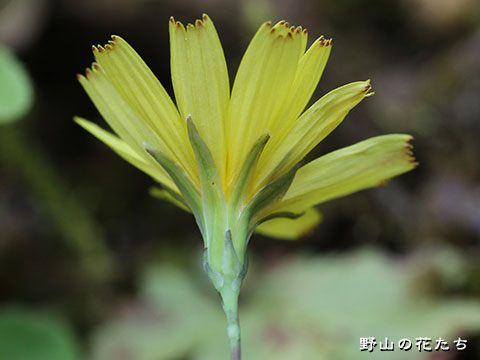 ジシバリ－花２