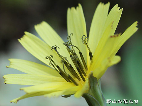 ジシバリ－花