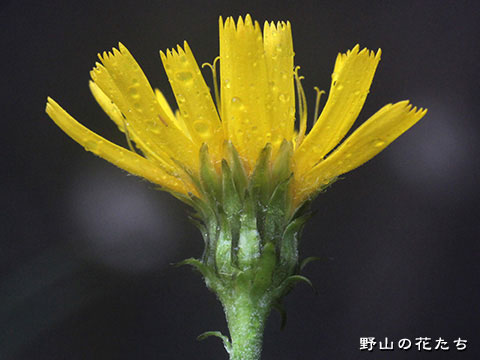 ヤナギタンポポ－花