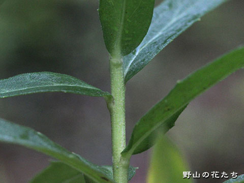ヤナギタンポポ－茎