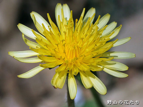 ウスジロタンポポ－花