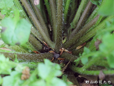 ヤブタビラコ－茎