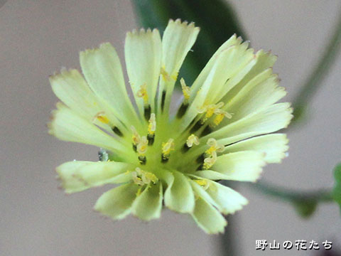ウスギオニタビラコ－花