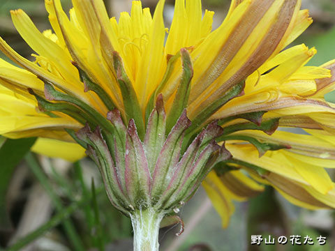 セイタカタンポポ－花